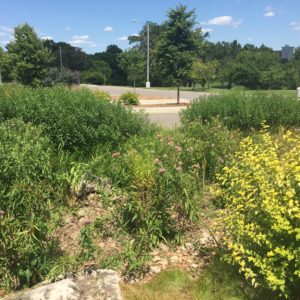 Smart Stormwater Solutions: A look at Forest Park in St. Louis