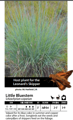 Little bluestem